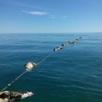 Hallan 22 lobos marinos y dos tiburones espina muertos en una red de presunta pesca ilegal