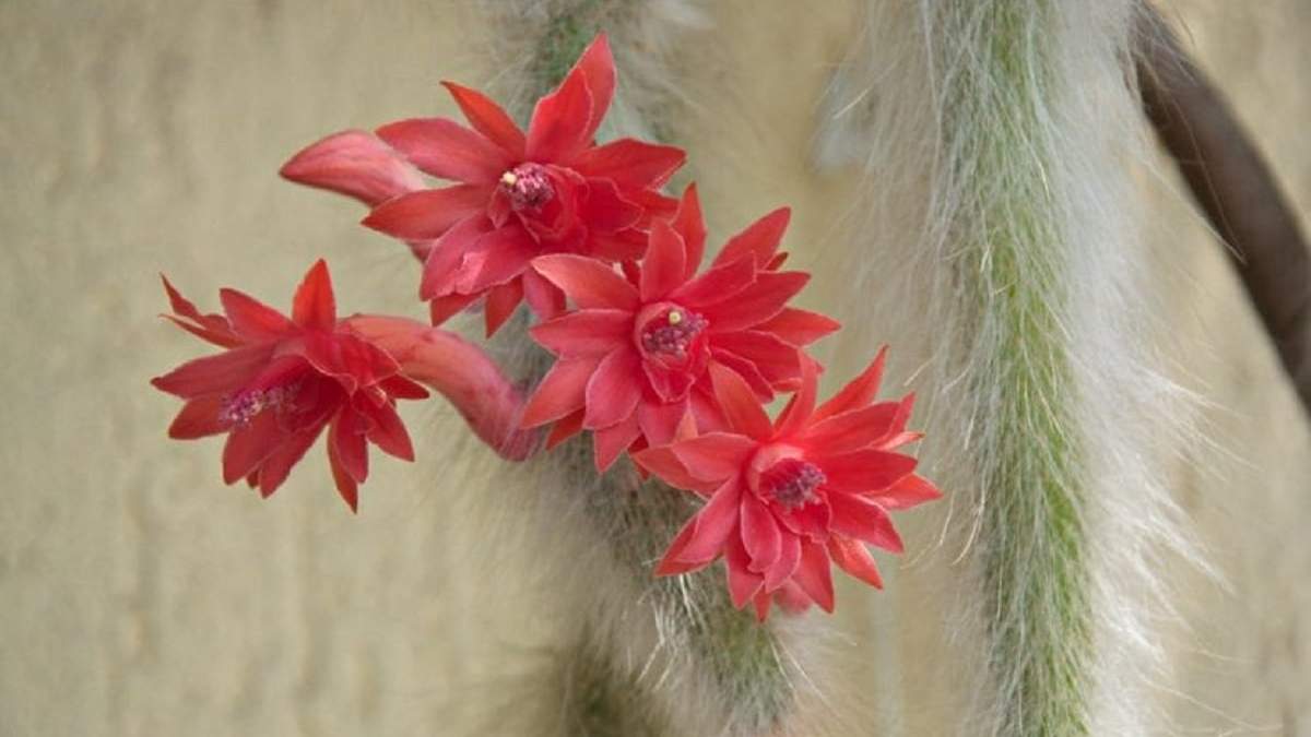 Cactus. Fuente: (X)