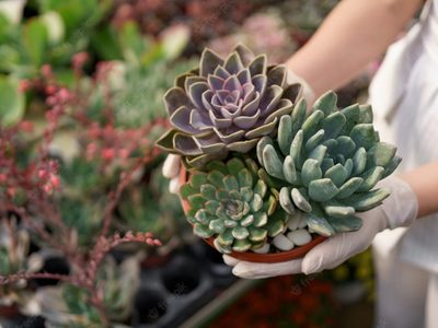 Según el Feng Shui, cuál es la ventaja más importante de tener suculentas en casa
