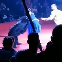 Oso ataca a la esposa embarazada del domador en un circo ruso