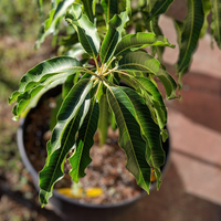 Tené tu propia planta de mango con este truco: seguí el paso a paso para no fracasar en el intento