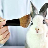 Fin a la crueldad animal: Chile prohíbe los experimentos cosméticos en animales