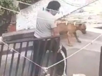Rescatan a tres perros víctimas de maltrato animal en alcaldía Álvaro Obregón (Video)