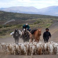 Operativo trashumancia: piden transitar con extrema precaución en Neuquén