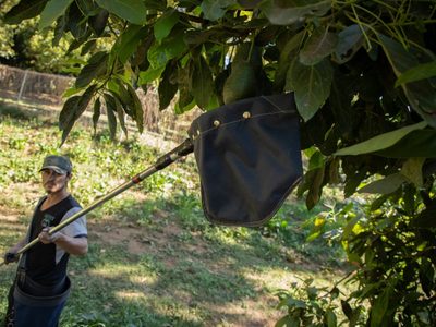 Tras queja en el T-MEC, gobierno de Michoacán analiza una “veda forestal” para el aguacate