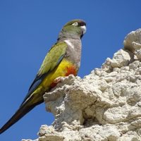 Curiosidades del Loro Barranquero: el ave que elige solo una pareja en la vida y que se destaca por su hermoso plumaje