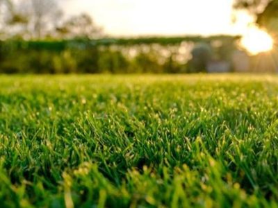 Cuándo y cómo regar el césped del jardín de forma eficiente para no derrochar agua: el tip de los jardineros