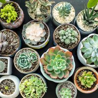Para tener armonía en el hogar, dónde hay que colocar las suculentas según el feng shui