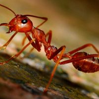 Exalumna de la UNAM participa en investigación sobre la primera hormiga mutante