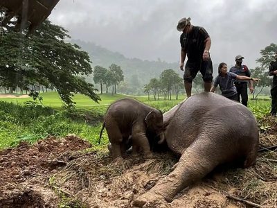 Así fue el dramático rescate de una elefanta y su cría tras caer en un pozo en Tailandia