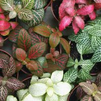 3 hermosas plantas fáciles de cuidar e ideales para poner arriba de la mesa del living o el comedor