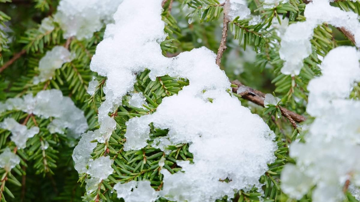 Al seguir estos cuidados les brindarás a tus plantas la mejor oportunidad para recuperarse y florecer nuevamente en tu jardín.