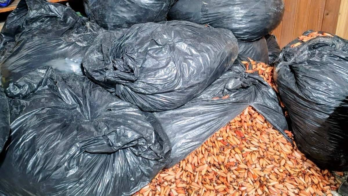 El hombre transportaba más de 600 kilos de piñones. Fuente: (Facebook)