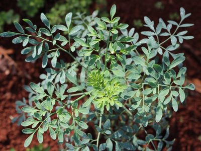 El secreto de la abuela para que tu planta de Ruda no se seque o tenga hojas amarillas y dure muchos años