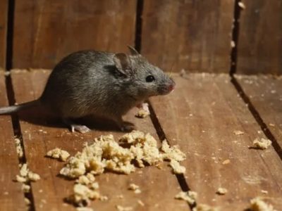 Chubut confirmó el fallecimiento de una adolescente por hantavirus