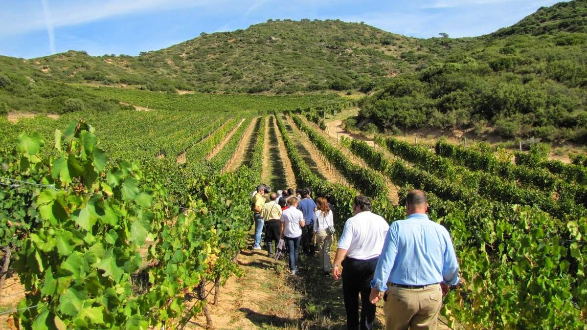 El enoturismo arma protocolos post Covid 19. Fuente: (Twitter)