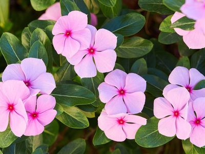 La planta colgante con hermosas flores que ama la primavera y no resiste tanta agua