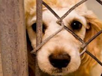 Difunden el uso de la APP para denunciar maltrato animal