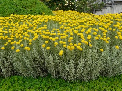 3 plantas ideales para poner en canteros en la fachada de tu casa: aire chic y sofisticado