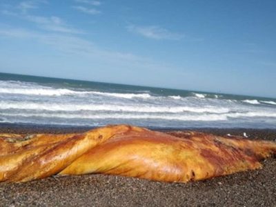 Qué es: la llamativa criatura marina que sorprendió a todo Chubut