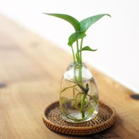 5 plantas que podés colocar en el baño y que traen armonía a la casa