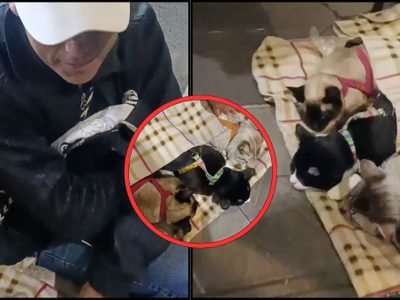 Denuncian a hombre que duerme a gatitos con sustancias prohibidas para pedir dinero en Buenavista | VIDEO