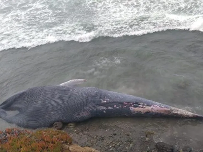 Hallan a una ballena de más de 20 metros muerta en costas de BC; es la quinta en 2019
