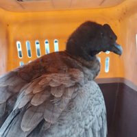 Rescataron a un cóndor andino en Valle Grande y ya es el segundo en una semana