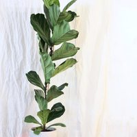 3 plantas de interior que quedan perfectas en las esquinas de la casa