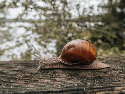 El consejo definitivo para mantener los caracoles alejados del jardín