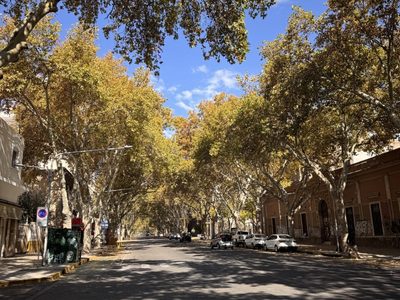 Vuelve la primavera: la máxima será de 27° este jueves