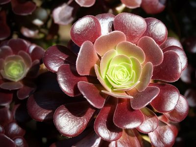 Cambiá el color de tus suculentas con este sencillo y efectivo truco que los jardineros no te cuentan