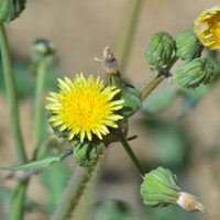 No la arranques: la planta que crece como maleza en tu jardín y que es un verdadero tesoro para tu salud