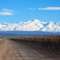 El vino orgánico que es un homenaje a la Pachamama