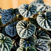 La planta en tendencia y fácil de cuidar que es perfecta para macetas pequeñas