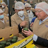 Michoacán reinicia la certificación de aguacate y mango para la exportación a EU (Video)