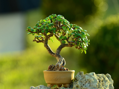 Por qué el Árbol de Jade se llena de manchitas blancas y cómo combatirlas