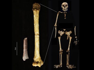 Fósiles indican que "hobbits" aún más pequeños existieron en una isla indonesia hace 700 mil años