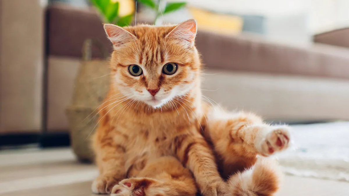 Gato. Fuente: (Instagram)