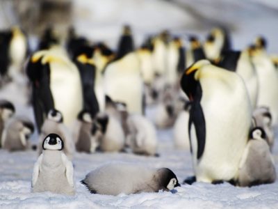 El pingüino emperador estará en grave peligro de extinción en las próximas décadas