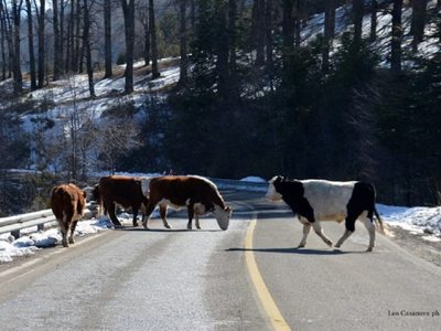 Los animales sueltos ponen en riesgo a los automovilistas y causan accidentes