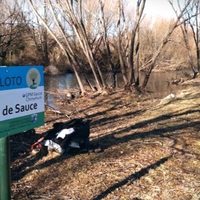 Destacan las acciones para combatir al sauce exótico en Junín de los Andes