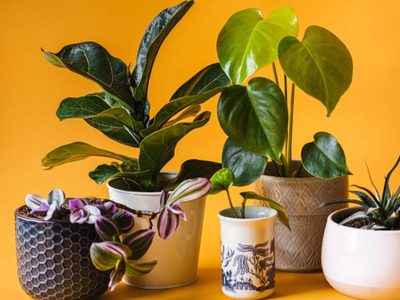El repelente casero que podés preparar para exterminar con este hongo tan destructivo en tus plantas