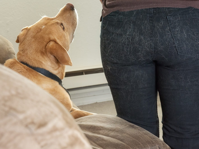 Volvé a usar el color negro: así podrás deshacerte para siempre de los pelos de tus mascotas en la ropa