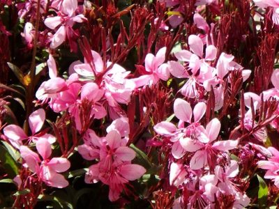 La planta ideal para jardines soleados: resistente, decorativa y de bajo mantenimiento