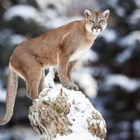Terror en Bariloche: un puma está suelto en la ciudad y no lo pueden encontrar