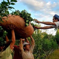 ¿Qué es un tarefero y por qué hoy es su día nacional en Argentina?