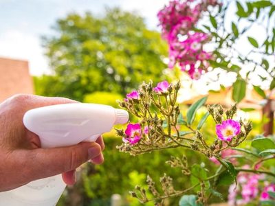 El sencillo truco con 1 ingrediente para revivir tus plantas más secas y marchitas