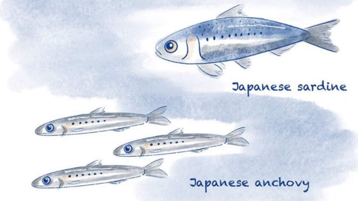La anchoa japonesa y la sardina japonesa constituyen una gran proporción de la importante población pesquera de la zona