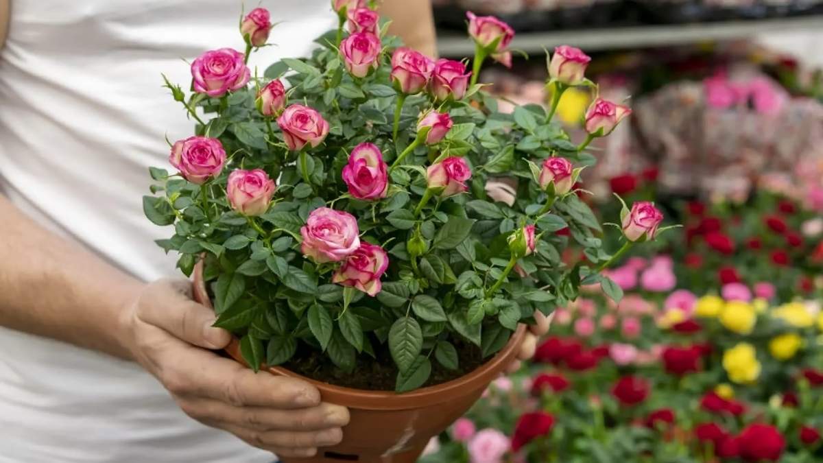 Rosas. Fuente: (Instagram)